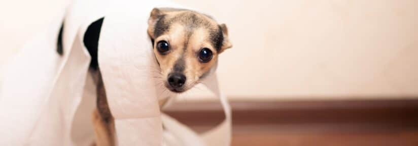 Chien constipé