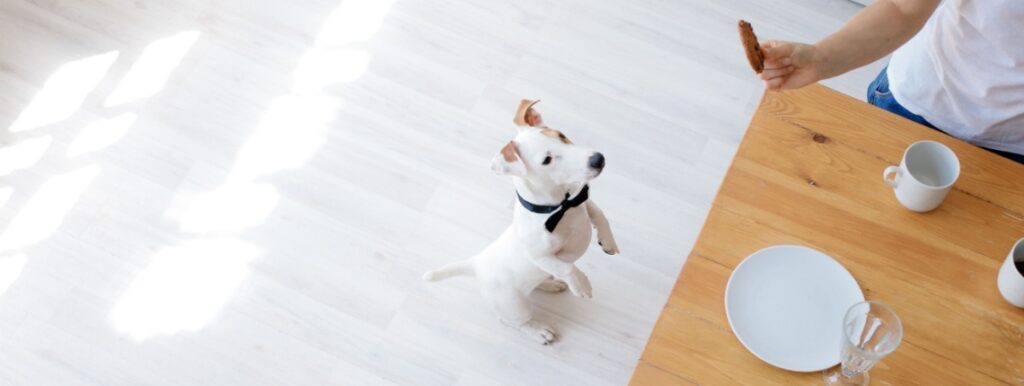 Gâteau au thon pour chien