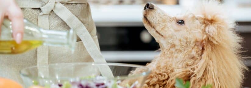 Huile d’olive pour chien