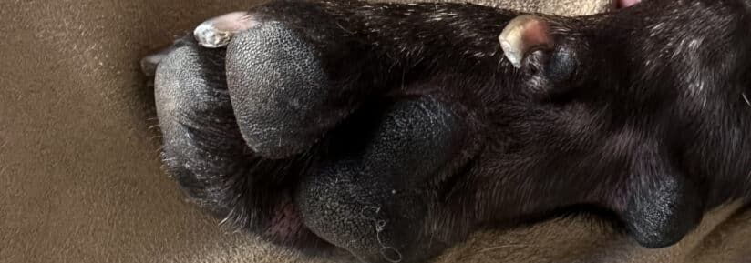 Pododermatite du chien