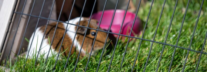 cage cochon d'inde