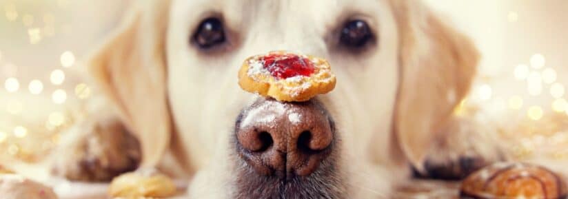 friandises de Noël pour chien