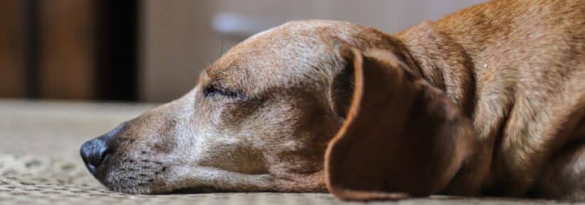 gastro entérite chien