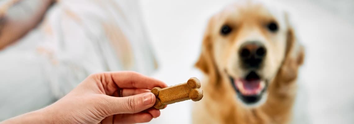 gâteau pour chien fait de viande de dinde