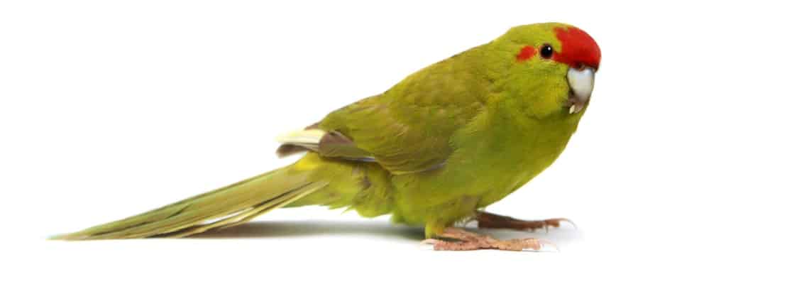perruche Kakariki
