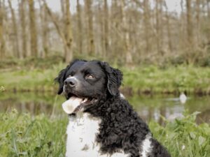 race chien d'eau frison