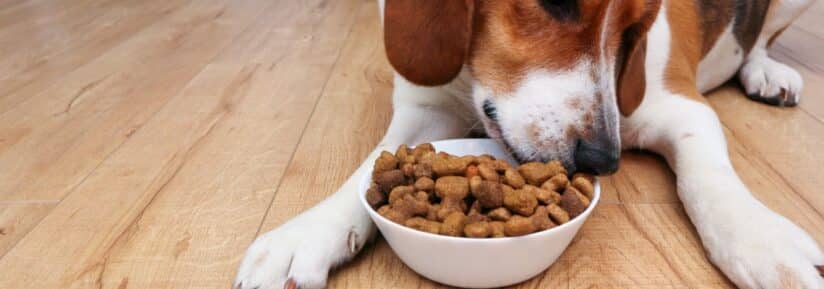 Grosse croquette pour chien glouton