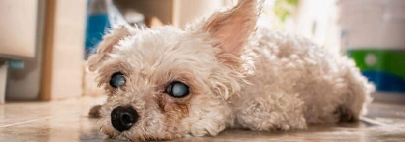 Prix d'une opération de la cataracte du chien