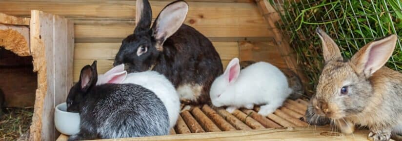 accessoires pour lapin