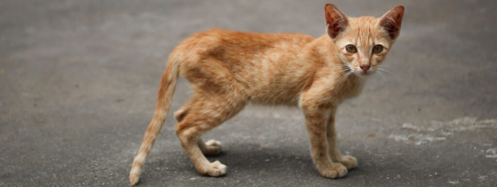 chaton maigre