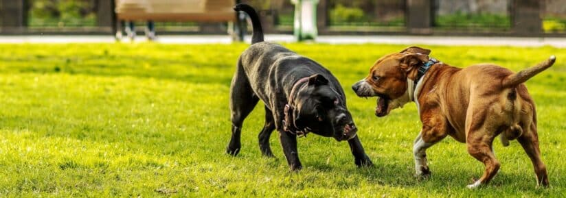 chien de combat