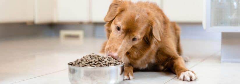 Mon chien mange trop vite