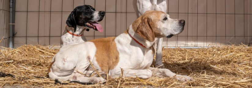 Chien courant espagnol