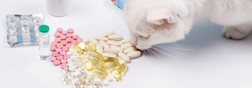Compléments alimentaires naturels pour chat