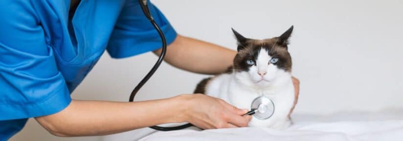 Croquettes pour chat cardiaque