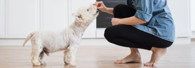 Friandise chien ayant des problèmes urinaires