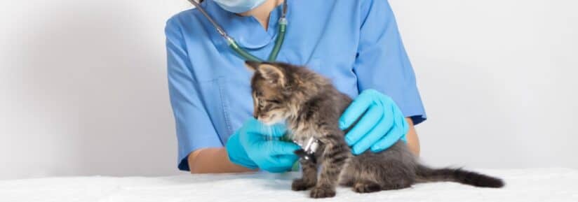 Insuffisance cardiaque chez le chat