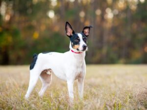 Rat terrier