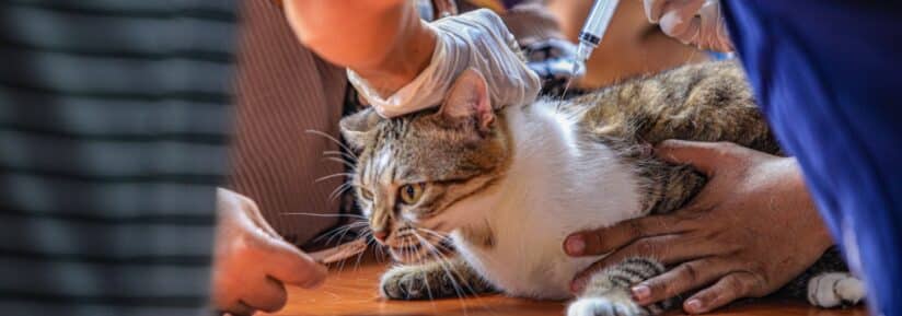 Vaccins et assurance chat