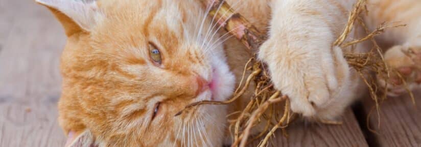 Valériane pour chat