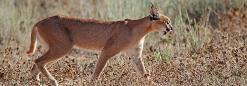 chat caracal