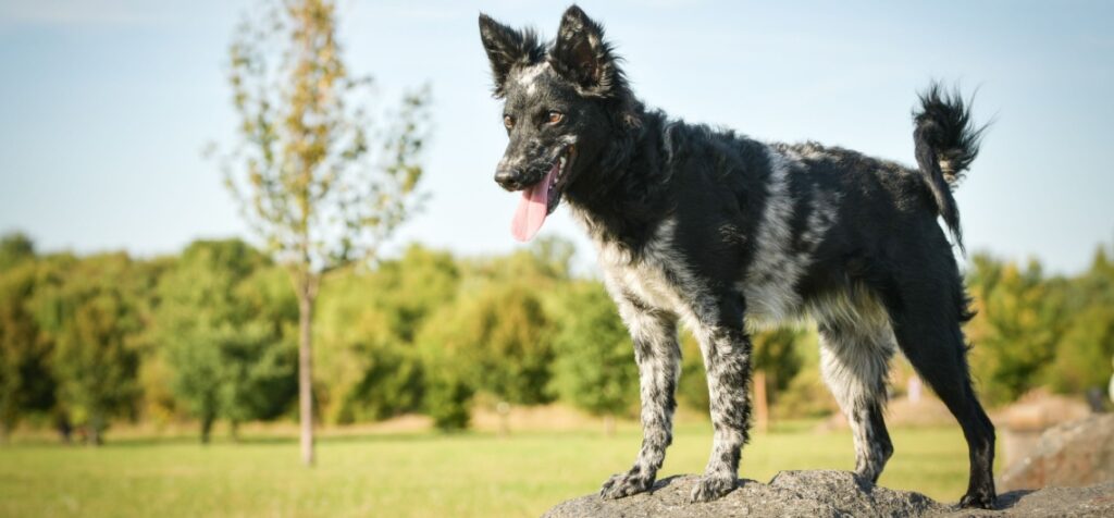 chien Mudi