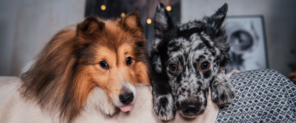 chien Mudi avec colley
