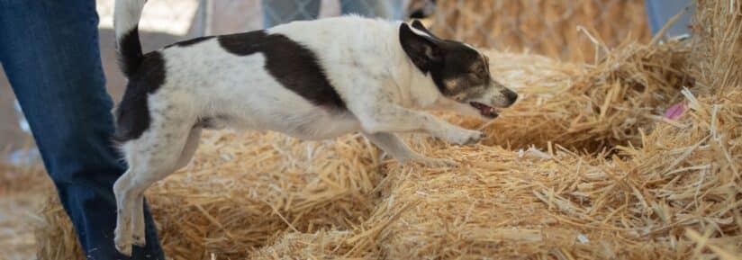 chien ratier