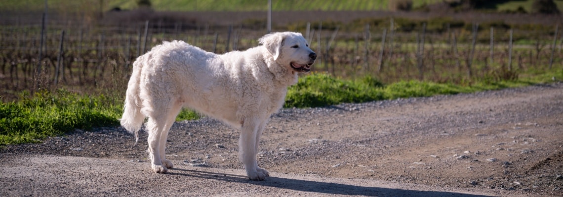 kuvasz hongrois