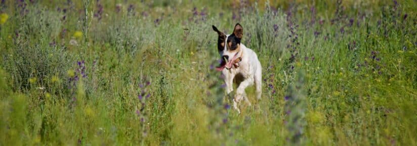 ratonero bodeguero andaluz
