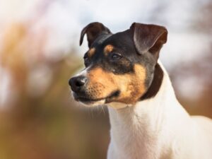ratonero bodeguero andaluz