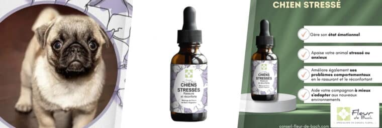 Conseil Fleur de Bach - Chiens stressés