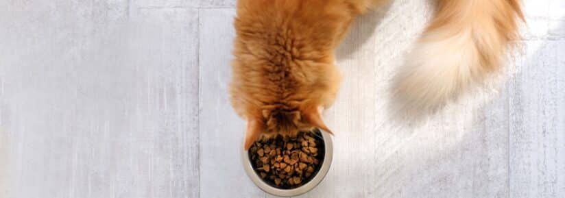 Croquettes chat sibérien