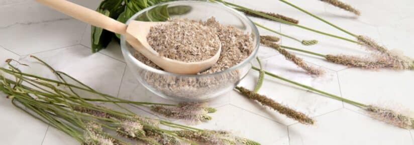 psyllium pour chien