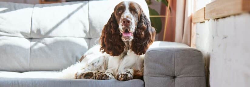 Springer Spaniel poids
