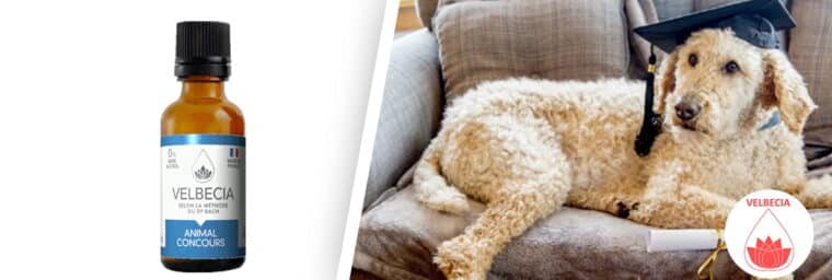 VELBECIA Fleurs de Bach - Animal compétition