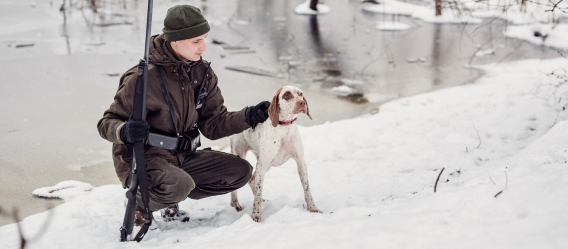 braque du bourbonnais chasse