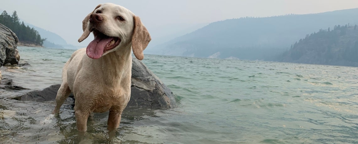 Braque du bourbonnais