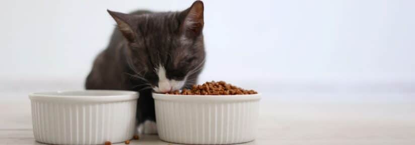 humidifier croquettes chat