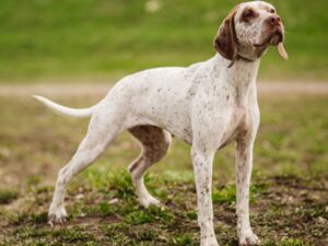 race Braque du bourbonnais