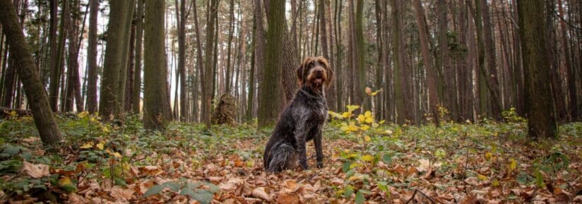 Chien d'arrêt à poil dur slovaque