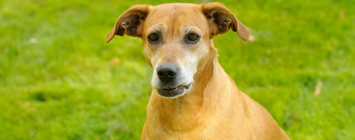 Chien d'arrêt portugais