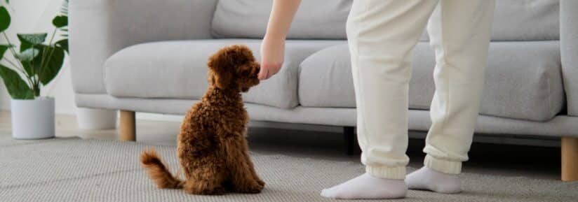 Friandises pour petit chien