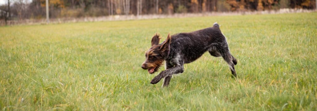 Griffon d'arrêt tchèque