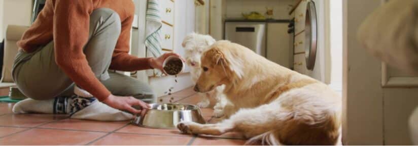 Humidifier les croquettes du chien