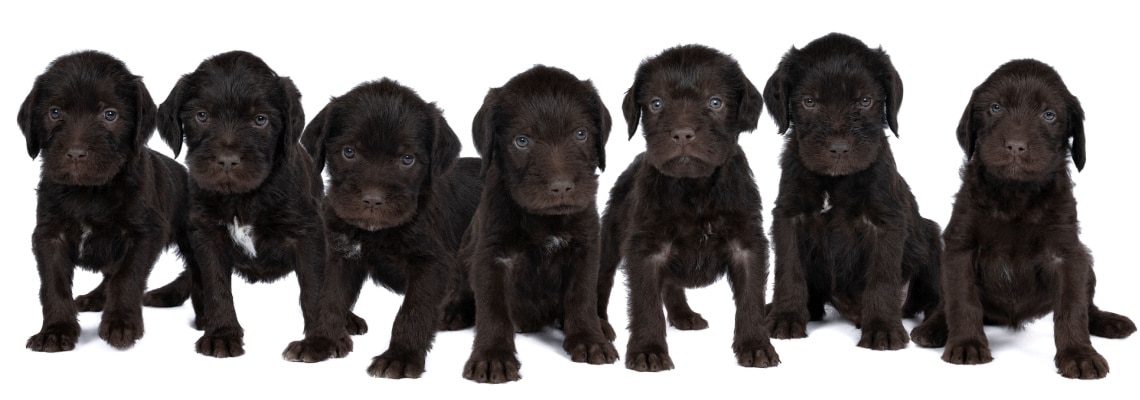 chiots Barbu Tchèque