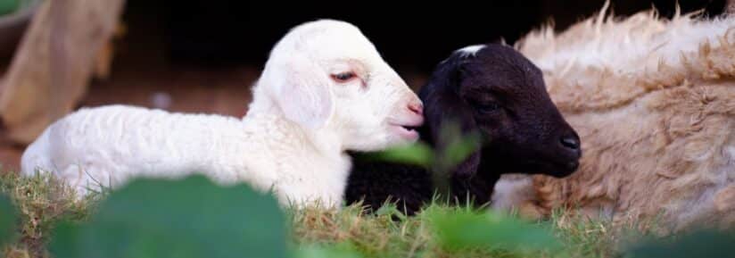 croquette chien agneau