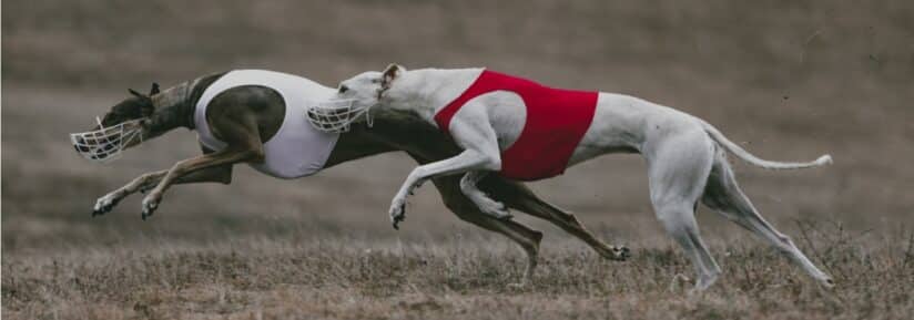 croquettes greyhound