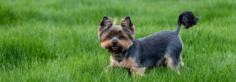 friandise pour chiot yorkshire