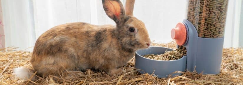 granulés pour lapin
